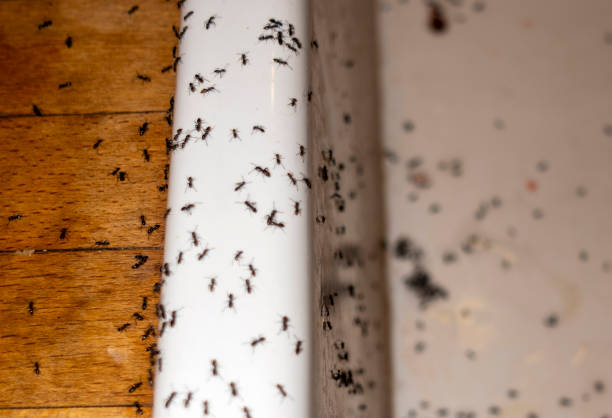 Best Ant Control Services  in Monongahela, PA