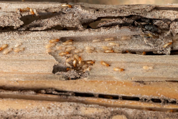 Best Pest Removal Services  in Monongahela, PA