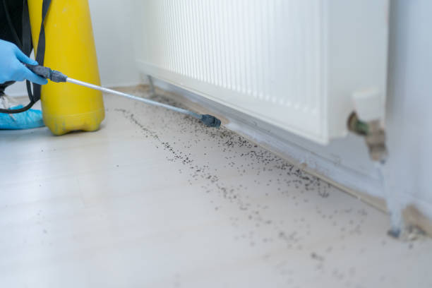 Best Flea Control Services  in Monongahela, PA